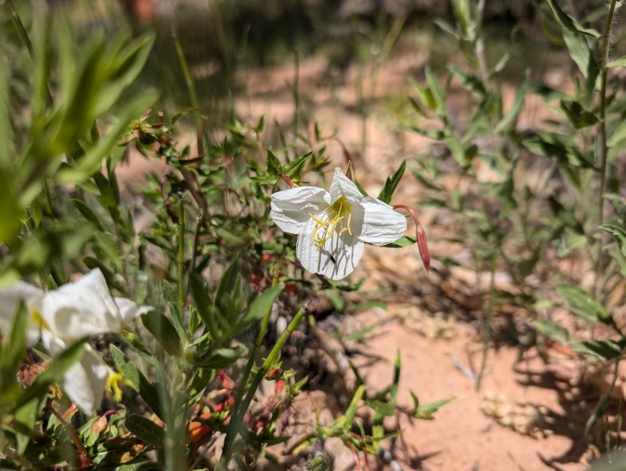 Pale Evening Primrose