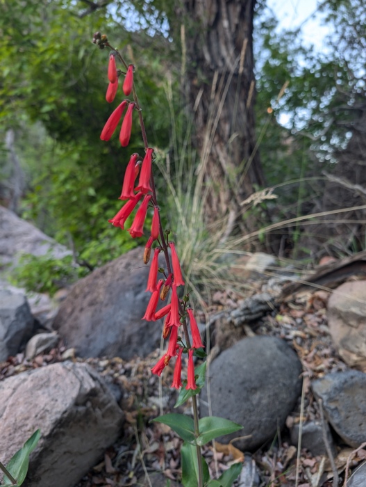Firecracker Penstemon
