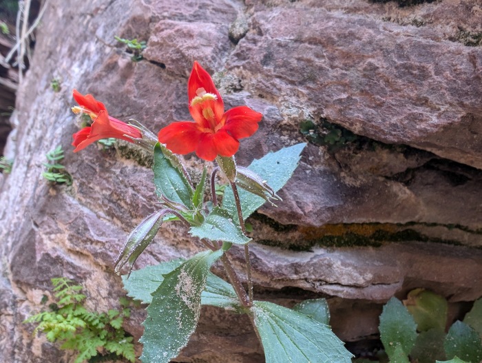 Crimson Monkeyflower
