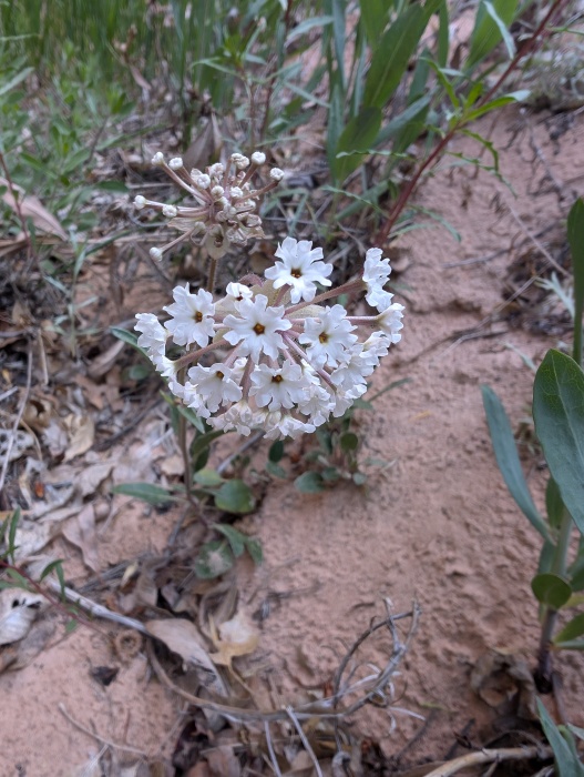 Great Basin Sand-verbena