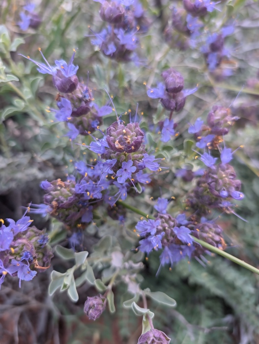 Purple Sage