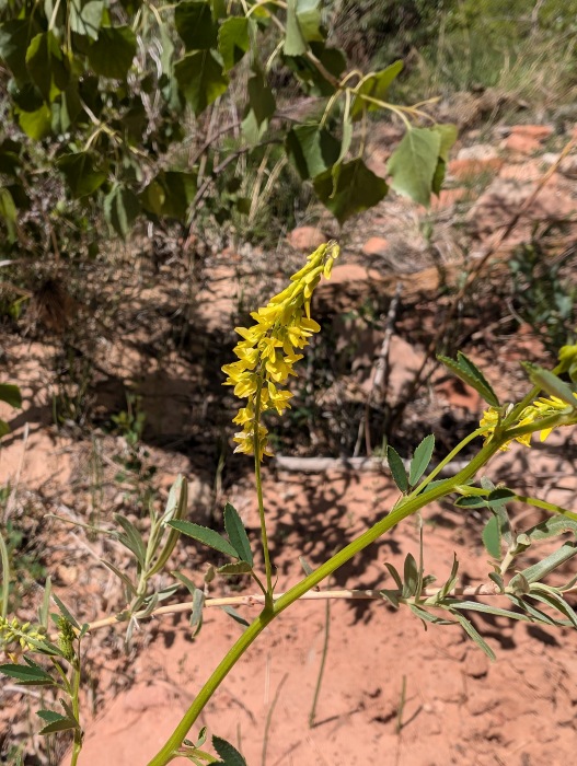 Yellow Sweetclover