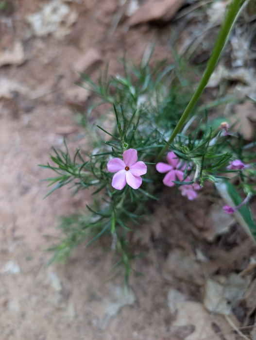 Desert Phlox