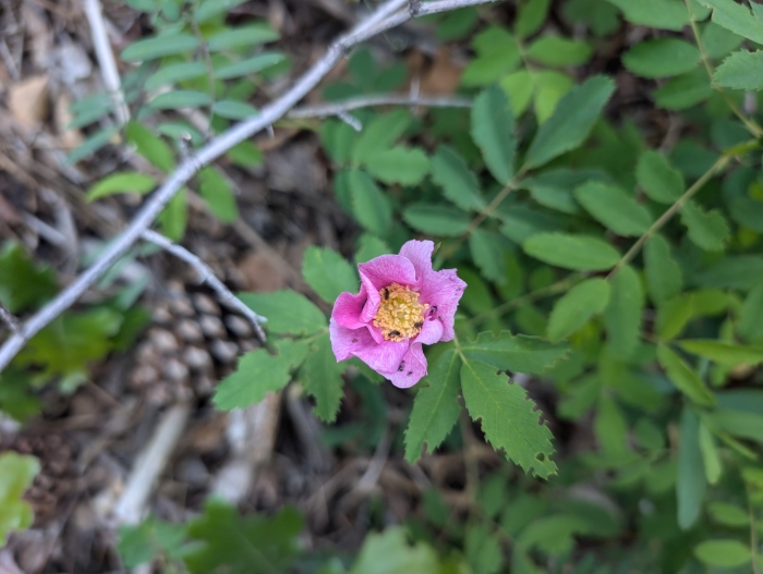 Wood’s Rose