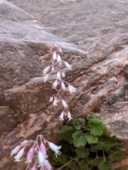 Pink Alumroot