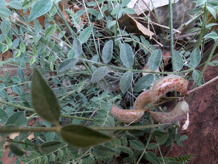 Zion Milkvetch