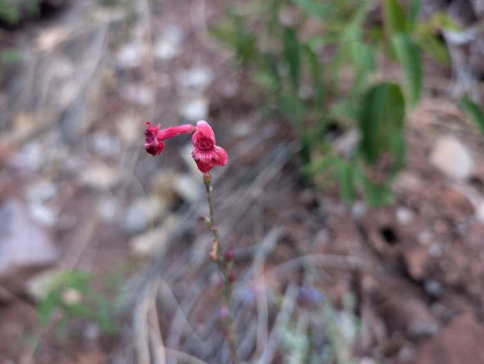 Utah Penstemon