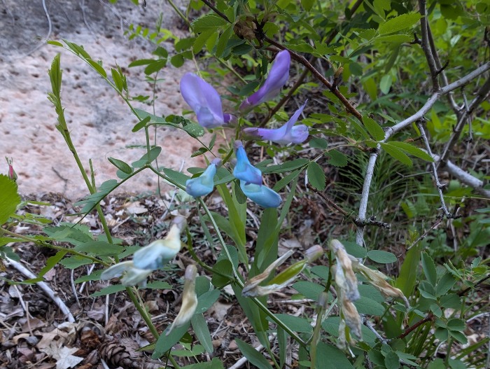 American Vetch