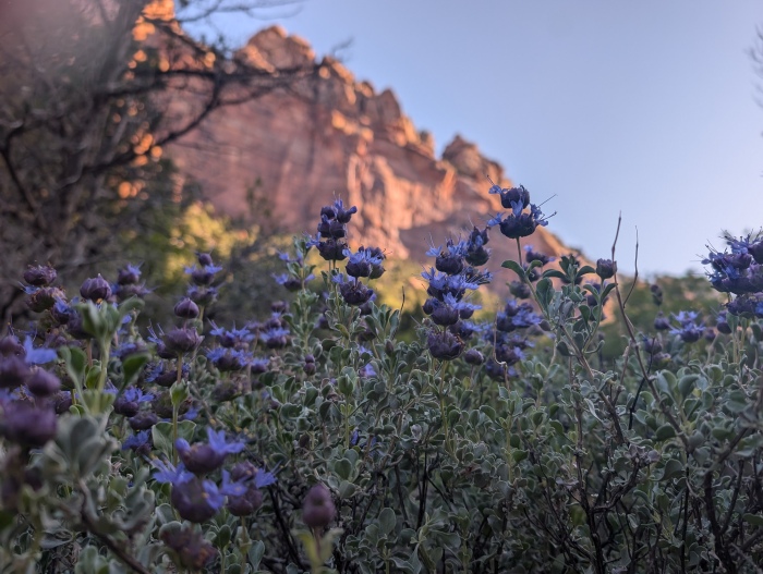Zion Subway-June 20, 2025